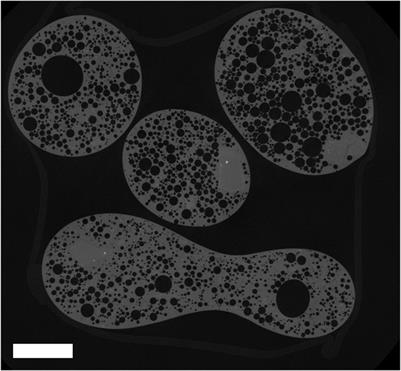 Use of Pele’s tears and spheres as an indicator of lava fountain height in Hawaiian volcanoes